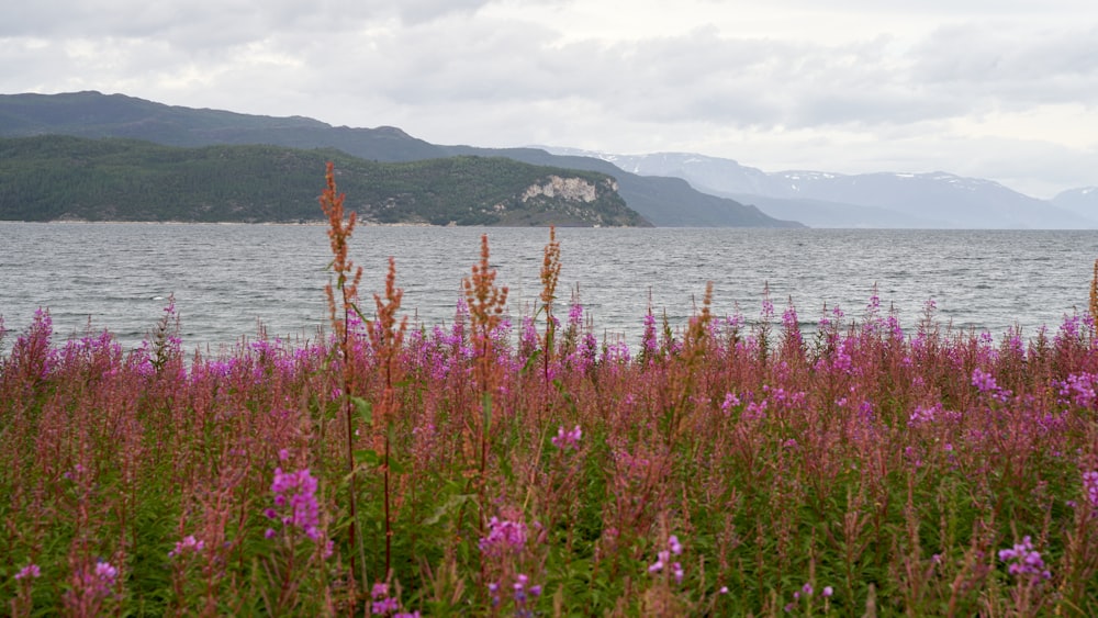 a field of purple flowers with water in the background