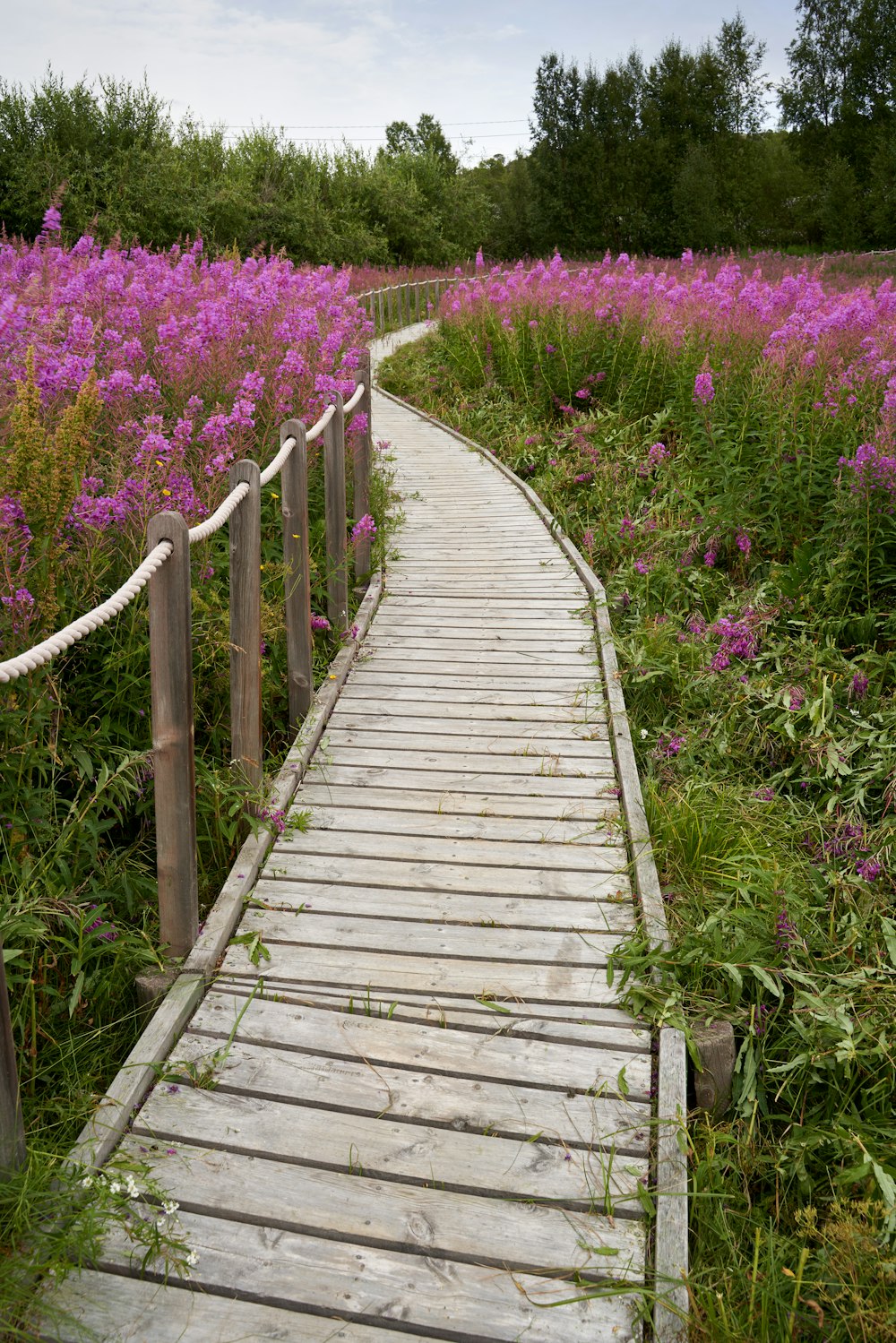 a wooden bridge over a field of flowers