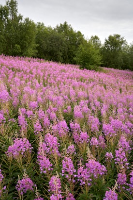 A vast field is filled with vibrant purple wildflowers, extending towards a dense line of green trees under a cloudy sky. The scene evokes a sense of abundance and natural beauty.