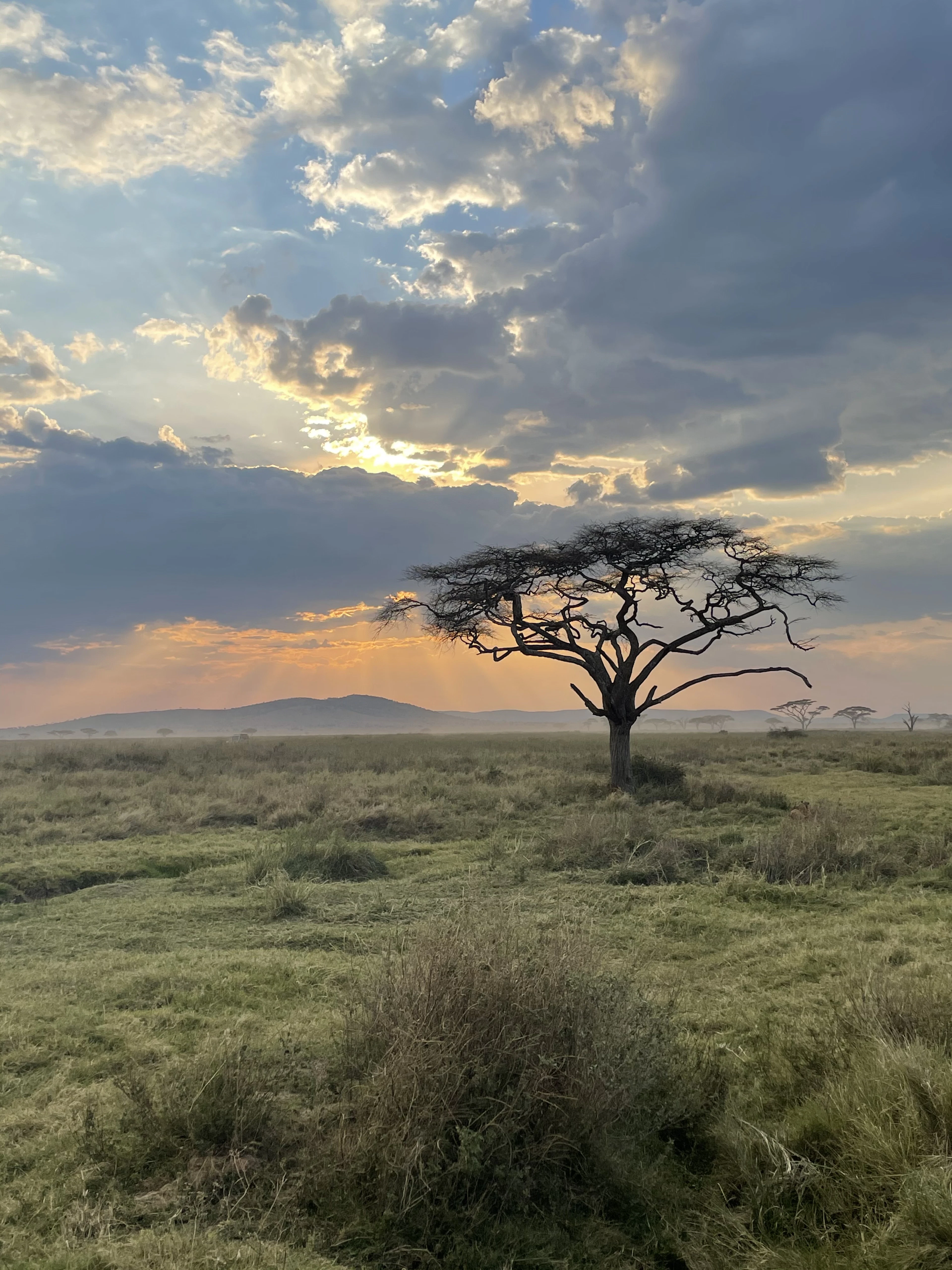 A lone acacia on the Serengeti plains in sunset light, with low hills in the distance