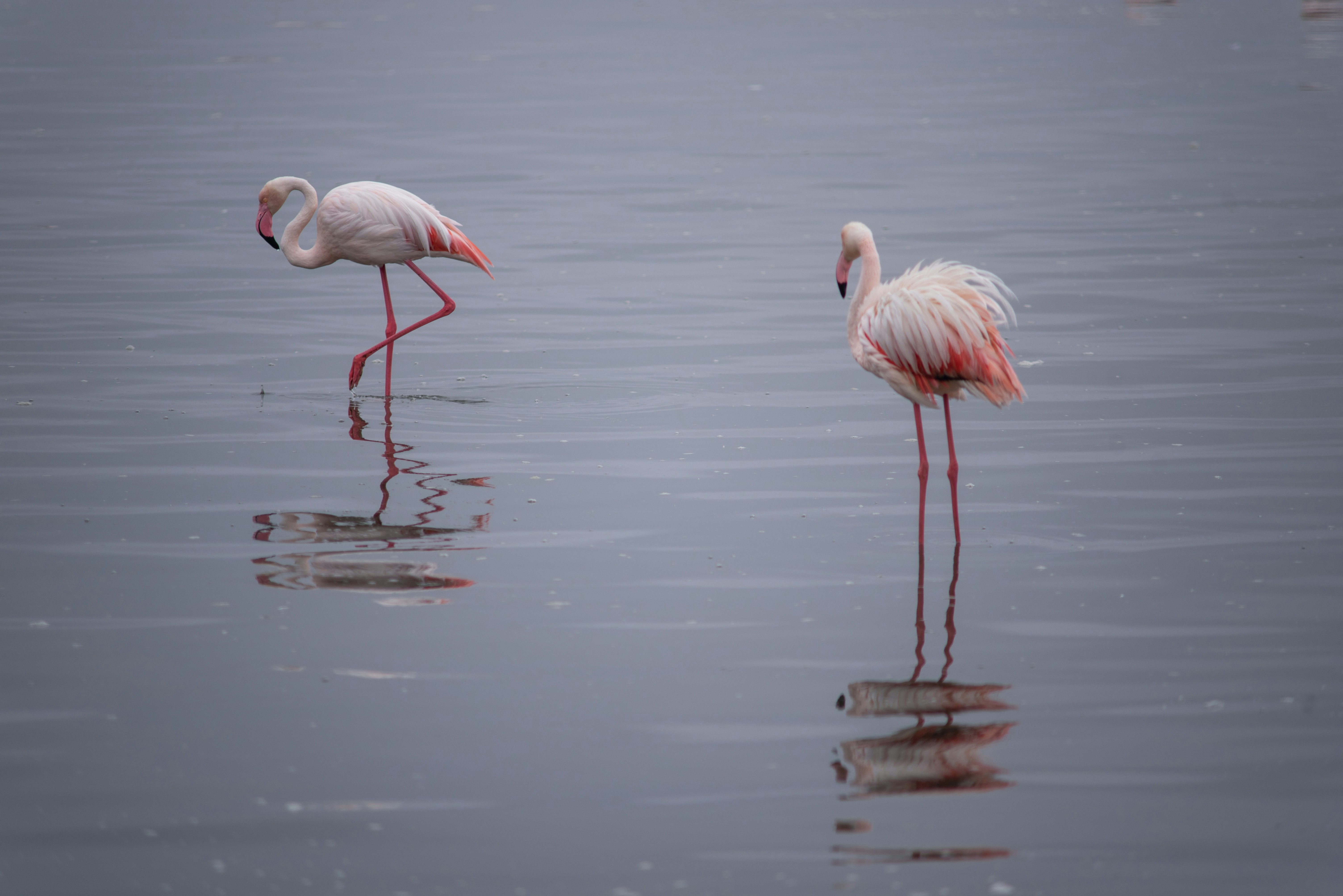 Photo by captoprisko