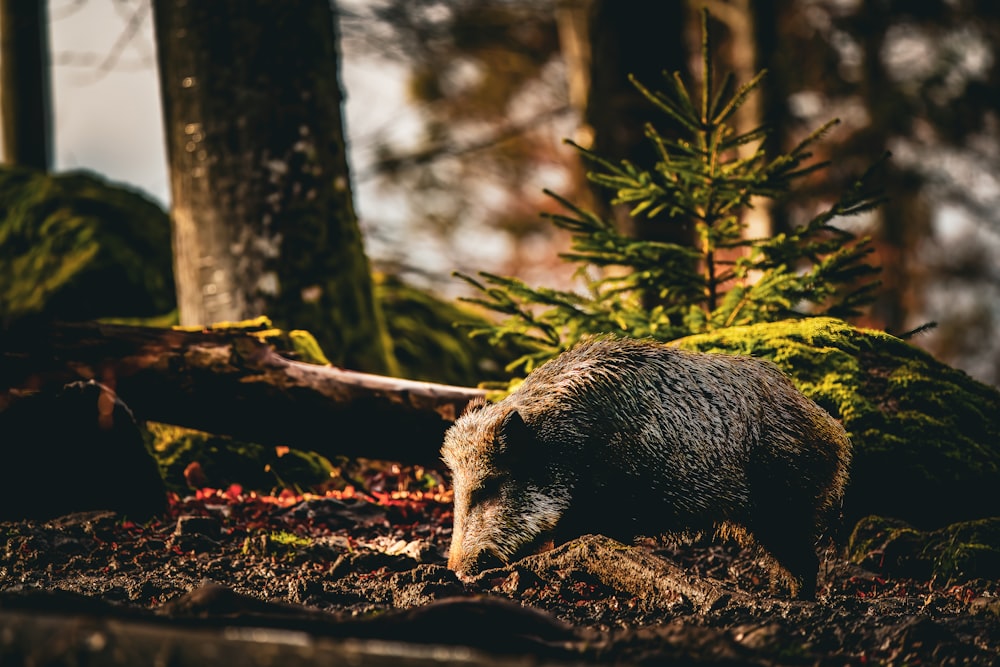 a bear walking on the ground