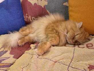 A fluffy orange cat lounging comfortably on an orange cushion near a window
