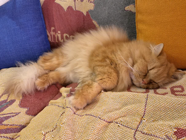A fluffy orange cat lounging comfortably on an orange cushion near a window