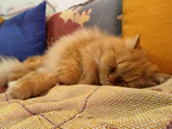 A fluffy orange cat is peacefully sleeping on a multi-colored woven fabric, surrounded by cushions with various colors, including blue and mustard yellow. The setting conveys a cozy and comfortable atmosphere.