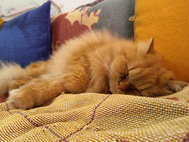 A sleepy cat curled up beside the soft pastel yellow scratch deterrent, creating a cozy scene.