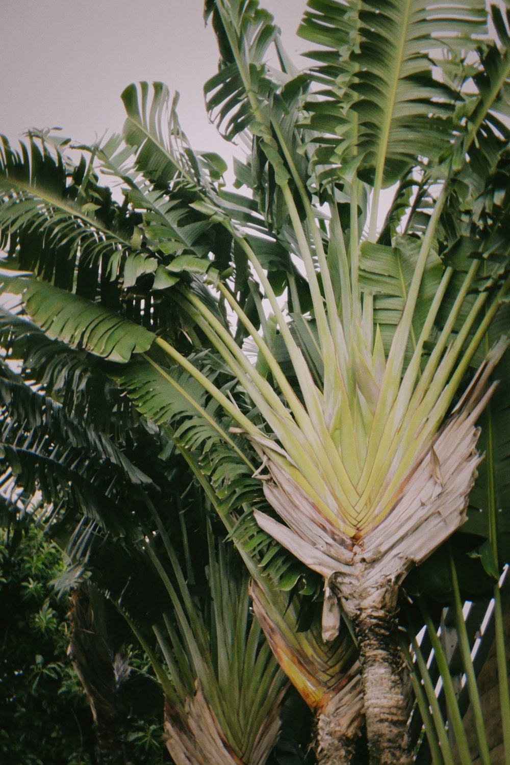 a group of palm trees