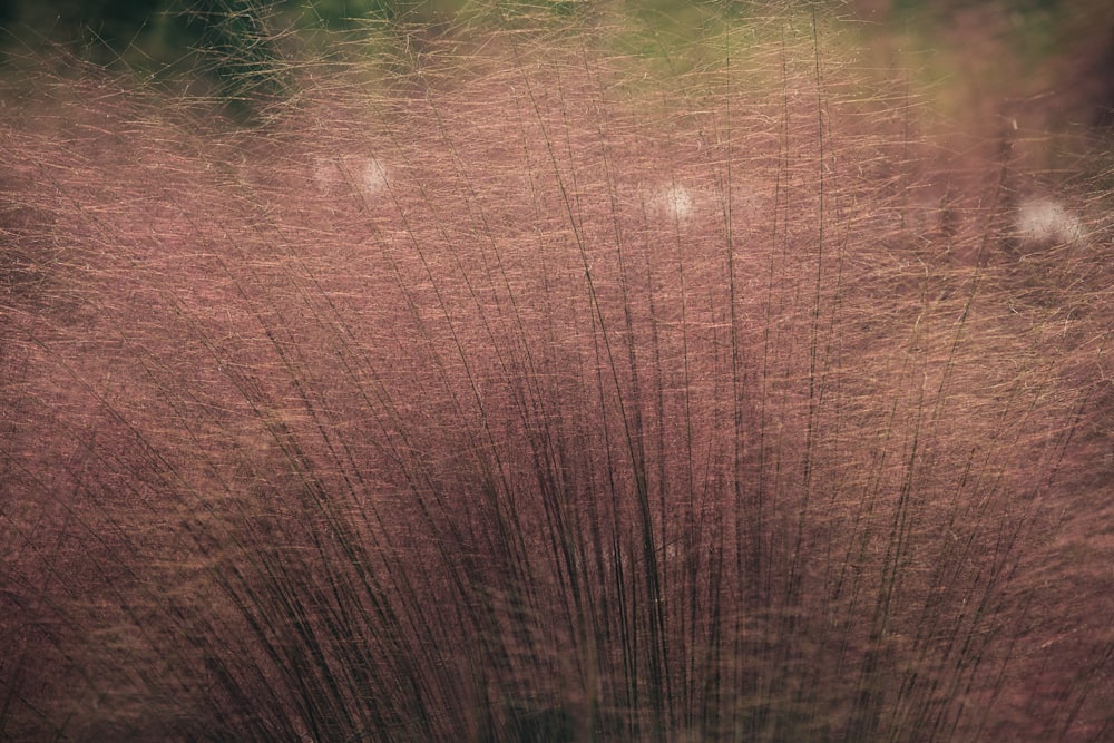 a close up of a tree