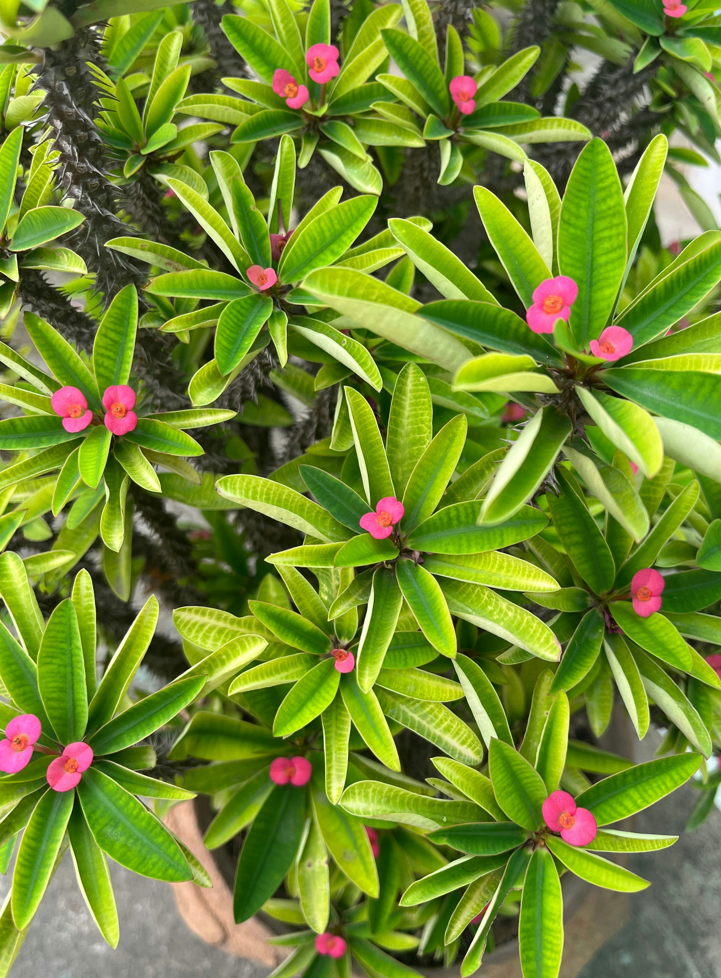 a plant with pink flowers