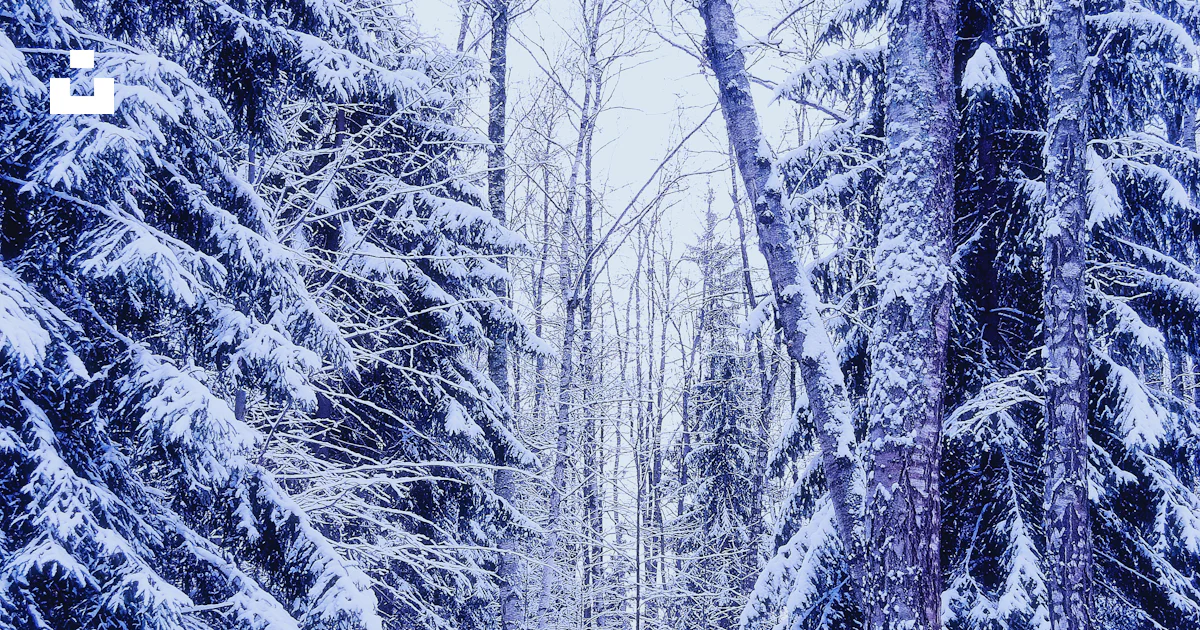Une forêt enneigée avec des arbres photo – Photo L'hiver Gratuite sur ...