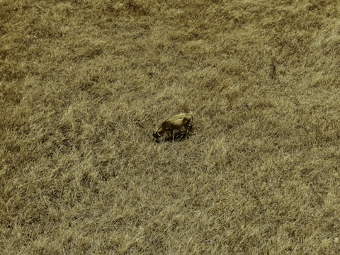 A lone cow grazes in a vast, dry grassy field. The landscape is expansive, covered mostly with tall, brownish-yellow grass, suggesting a dry season or arid condition.