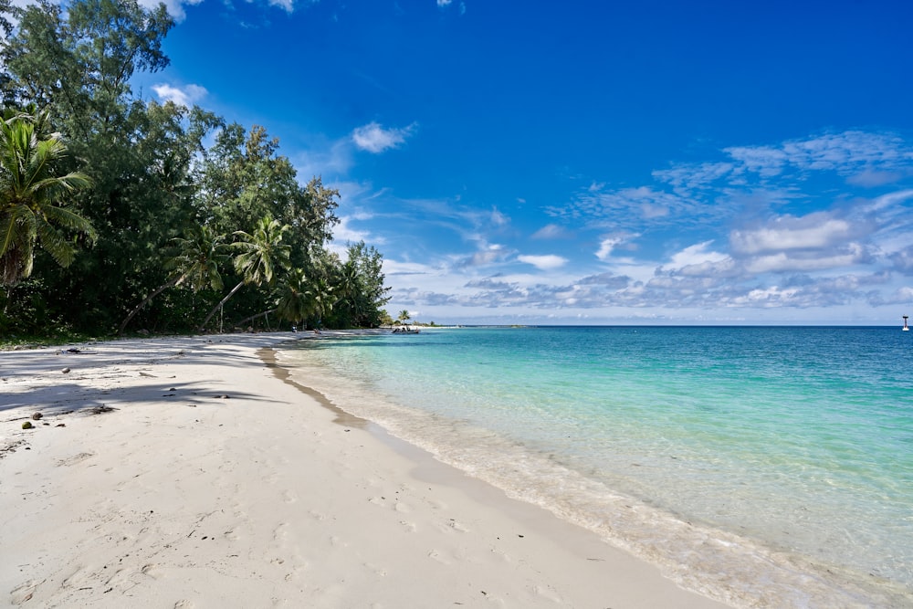a sandy beach with trees and blue water