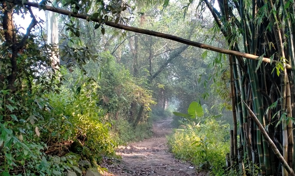 a path through a forest