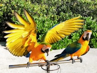 Two vibrant parrots are perched on a metal bar surrounded by lush green foliage. One parrot has its wings fully spread, showcasing its bright yellow and blue feathers, while the other sits calmly with its wings folded. The sunlight enhances their vivid colors and offers a tropical backdrop.