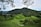 Lush, rolling green hills covered in tea plantations stretch across the landscape, with rows of tea plants creating a textured pattern. A mountain rises in the background, dense with trees, while a few branches hang down from the top of the image, framing the scene.