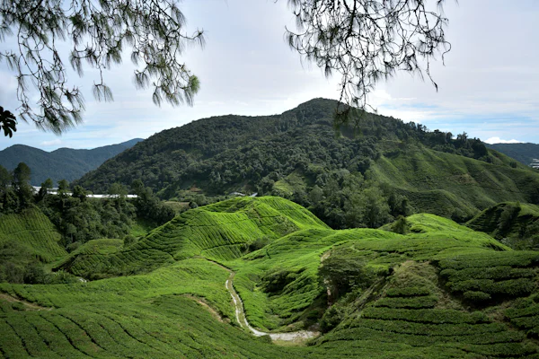 Cameron Highlands stay