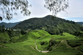 Lush, rolling green hills covered in tea plantations stretch across the landscape, with rows of tea plants creating a textured pattern. A mountain rises in the background, dense with trees, while a few branches hang down from the top of the image, framing the scene.