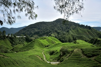 Lush, rolling green hills covered in tea plantations stretch across the landscape, with rows of tea plants creating a textured pattern. A mountain rises in the background, dense with trees, while a few branches hang down from the top of the image, framing the scene.