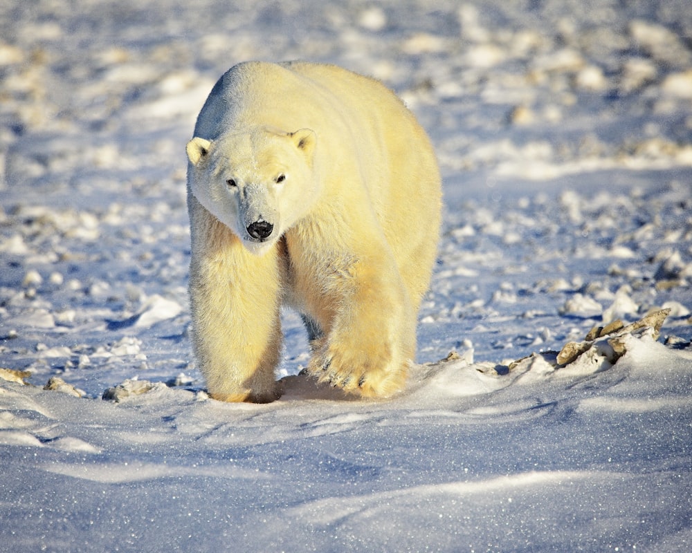 a polar bear walking on the snow