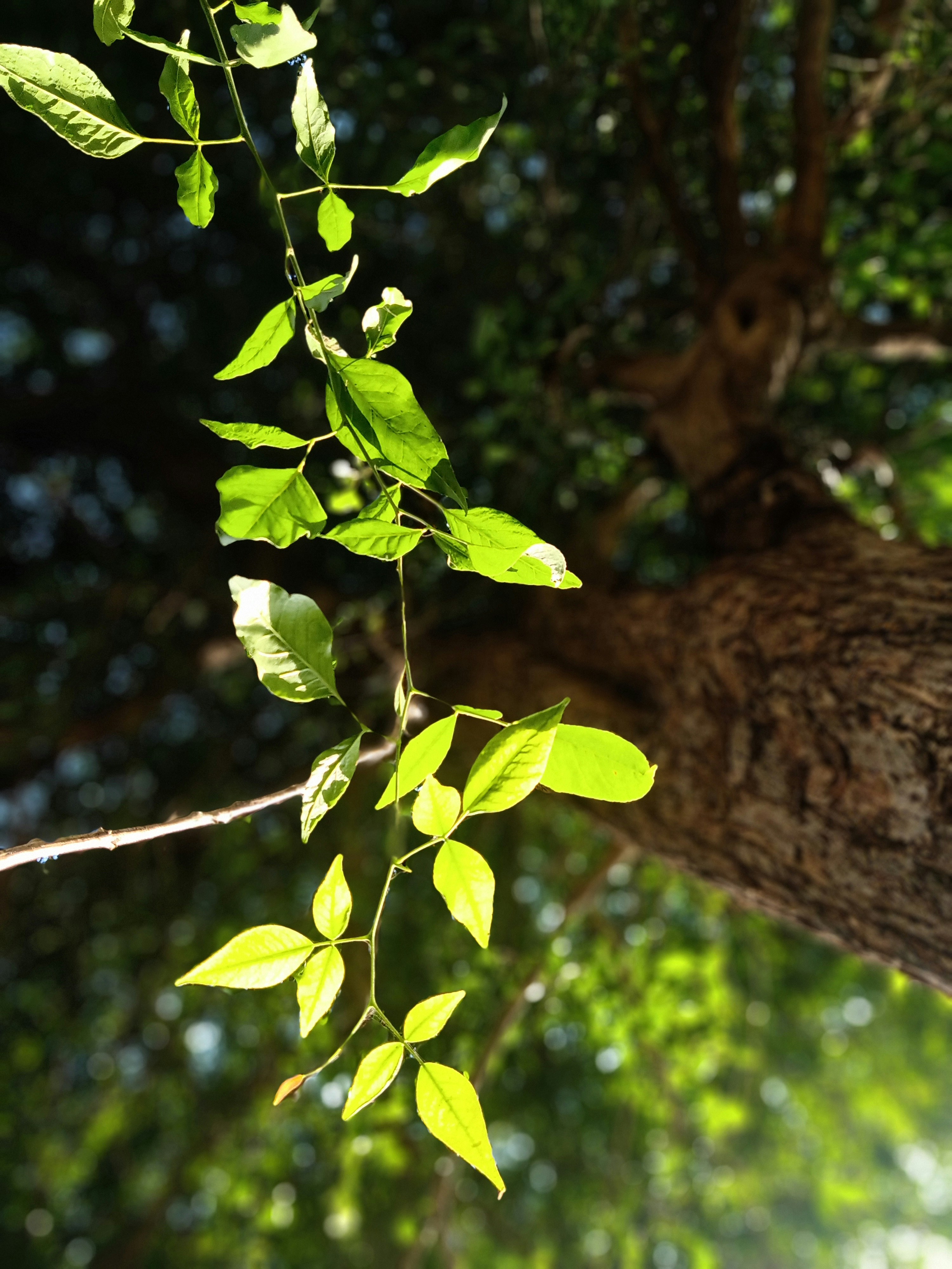 A close up of a tree branch photo Free Greenery Image on Unsplash
