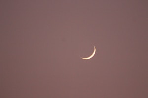 Moonlit Reverie