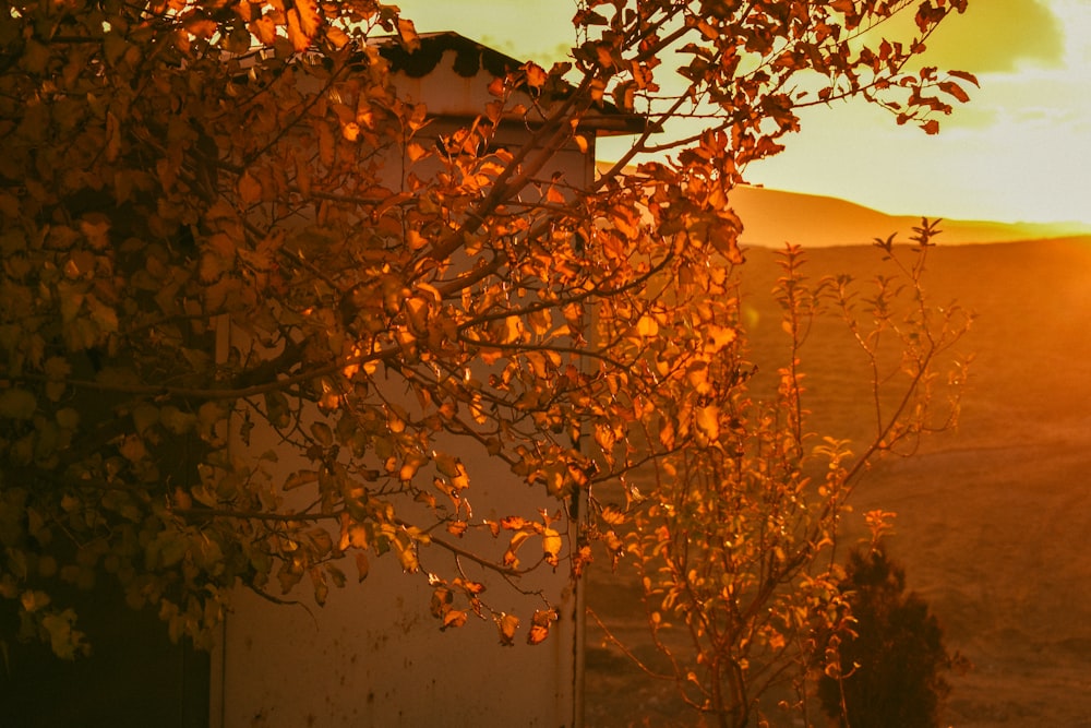 a tree with orange leaves