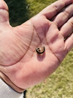 A hand holds a small, curled-up insect with a segmented body that is primarily dark with lighter markings. The background shows a grassy area.