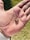 A hand holds a small, curled-up insect with a segmented body that is primarily dark with lighter markings. The background shows a grassy area.