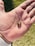 A hand holds a small, curled-up insect with a segmented body that is primarily dark with lighter markings. The background shows a grassy area.