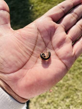 A hand holds a small, curled-up insect with a segmented body that is primarily dark with lighter markings. The background shows a grassy area.