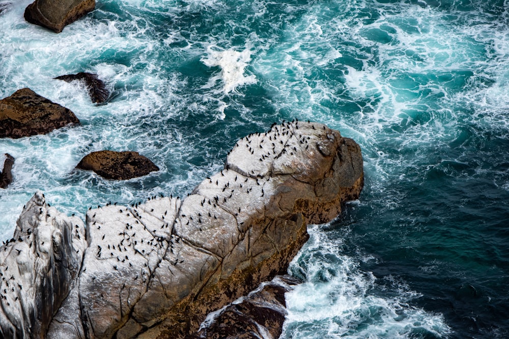 a seal lying on a rock in the water