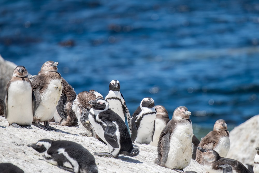 a group of penguins on a rocky surface