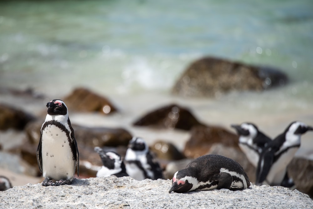 a group of penguins on a beach