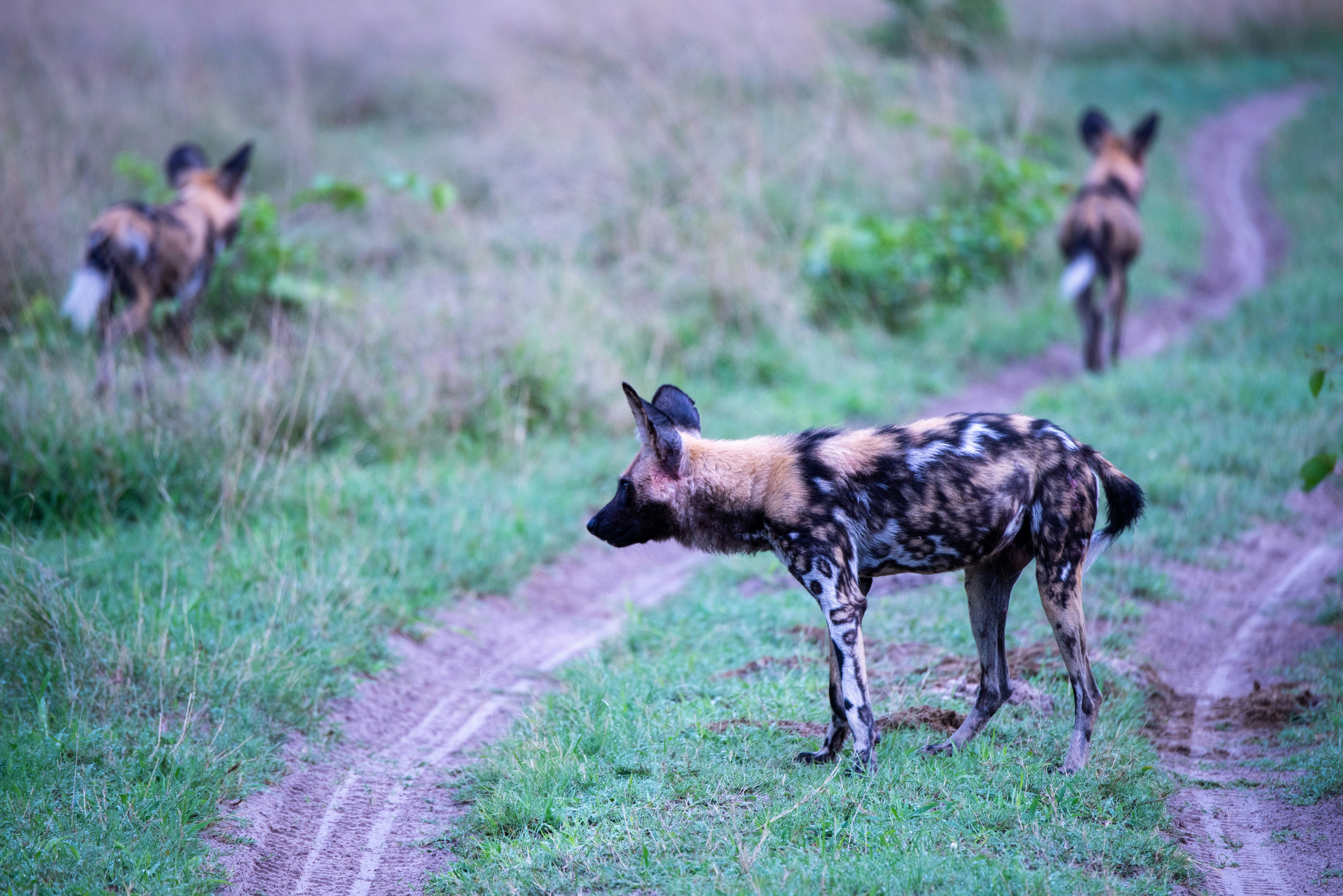 a group of hyenas walking on a dirt road