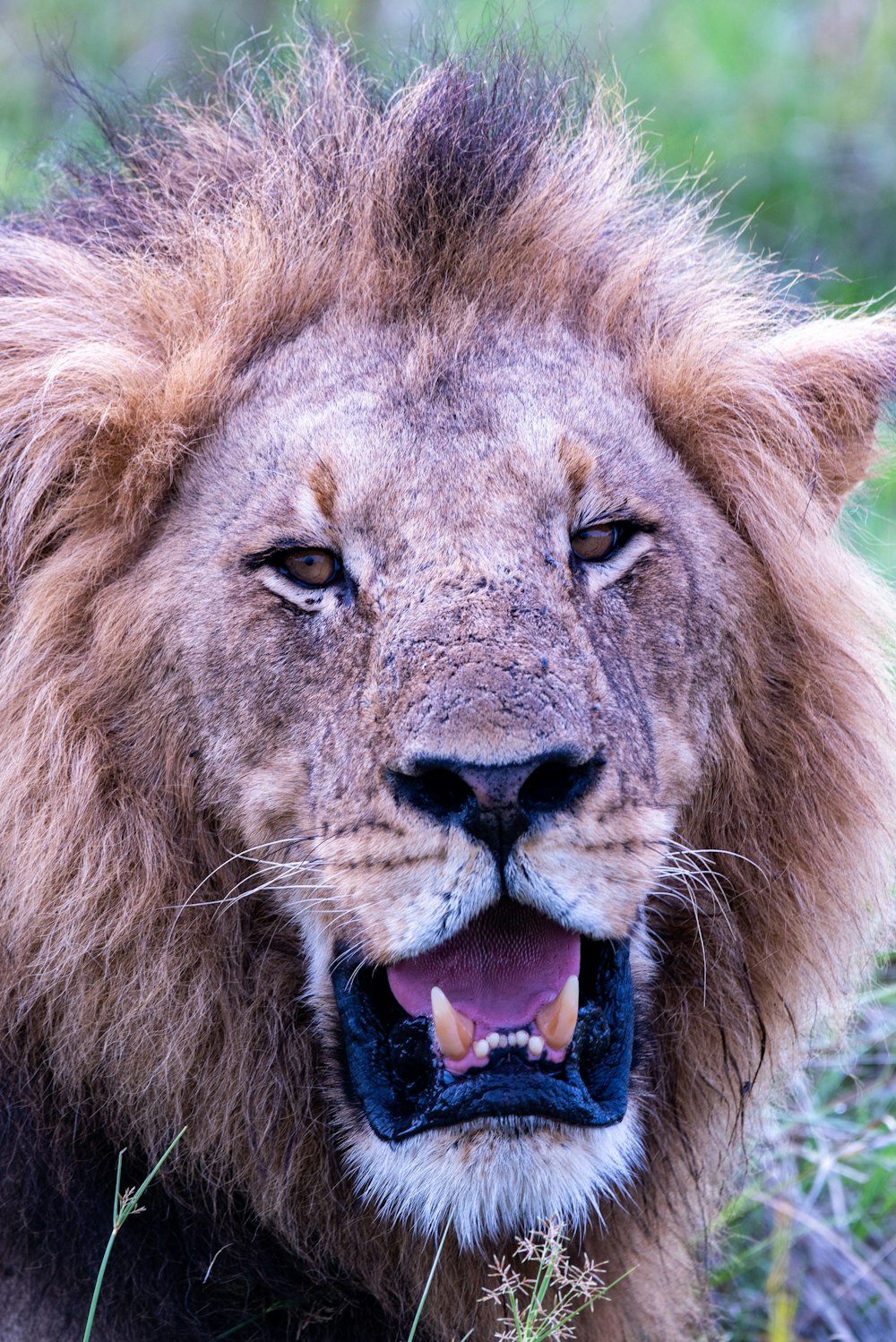 un leone con la bocca aperta