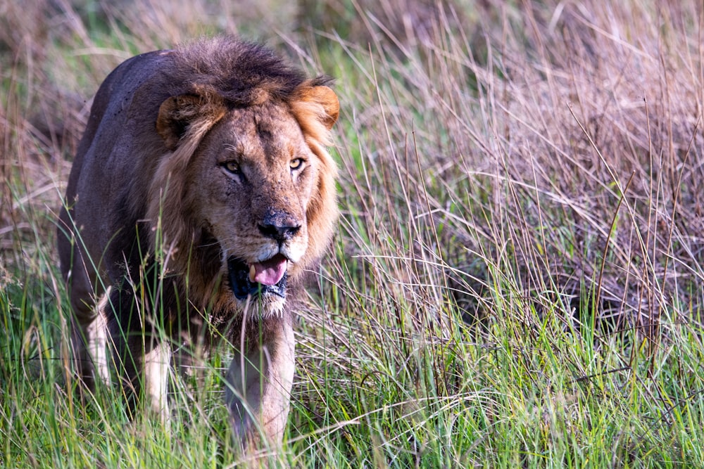 Un león en la hierba