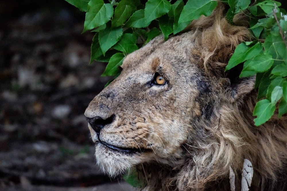 a lion lying down