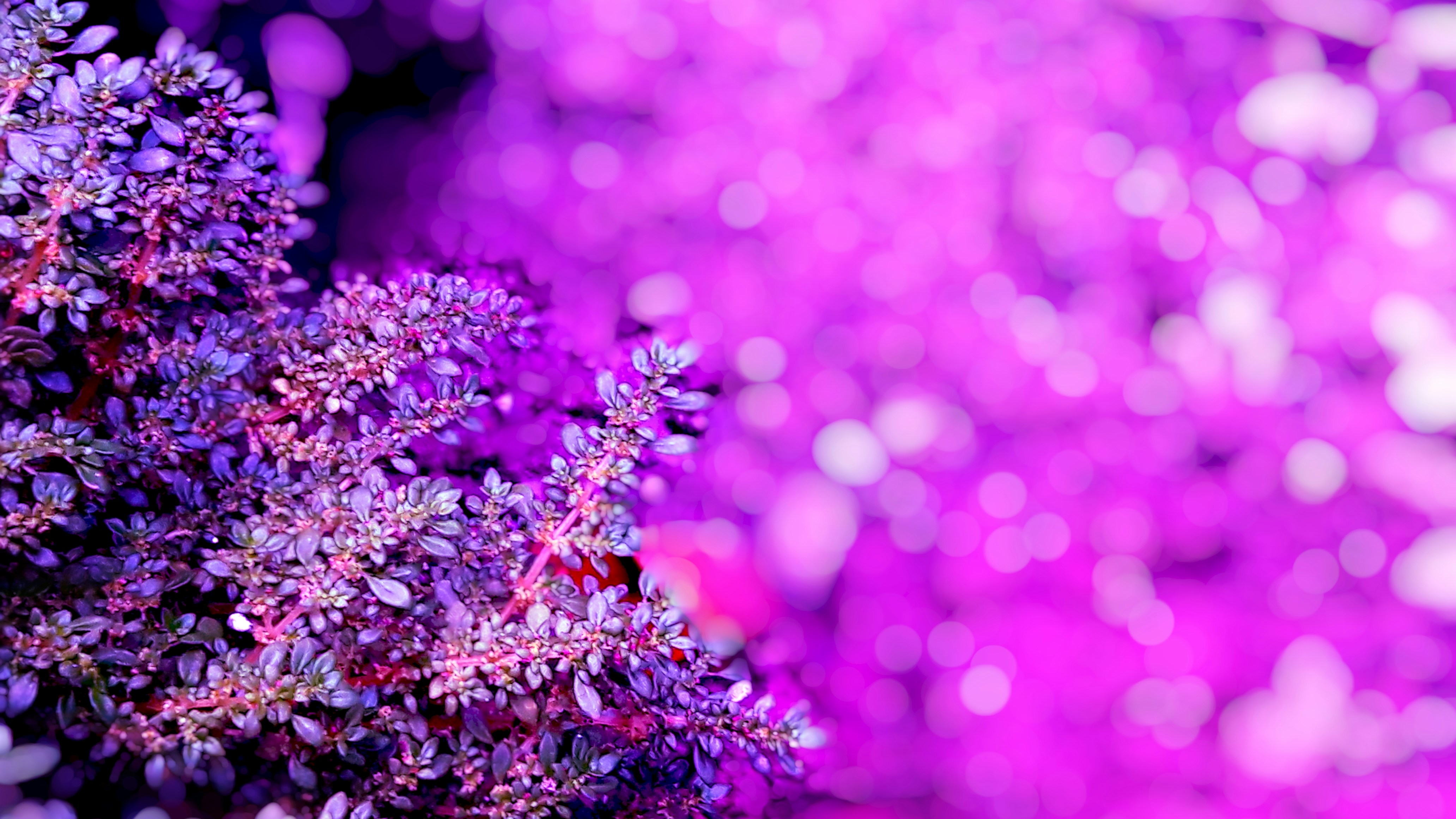 a close up of purple flowers