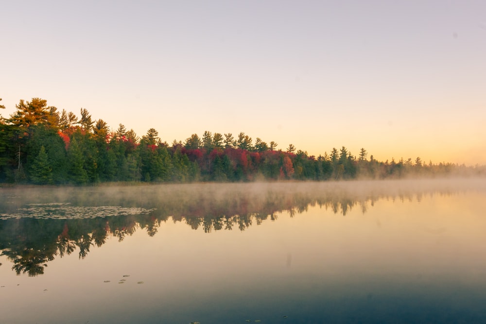 a body of water with trees around it