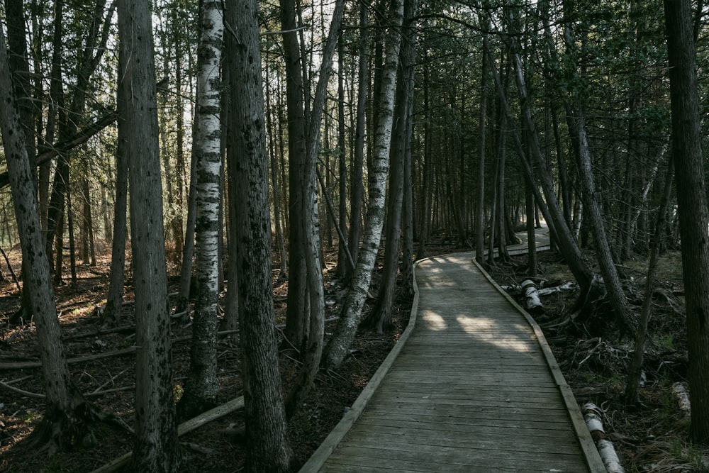 a wooden walkway through a forest