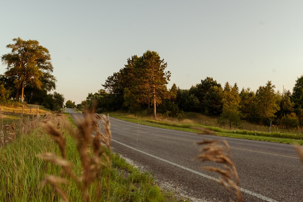 a road with grass and trees on the side