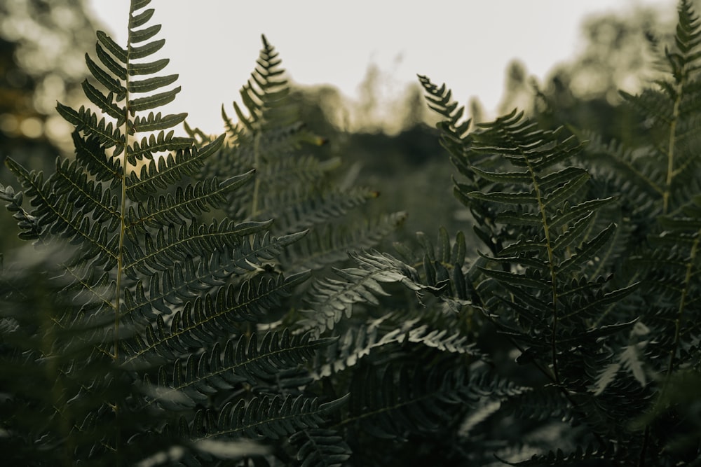 a close-up of some pine trees