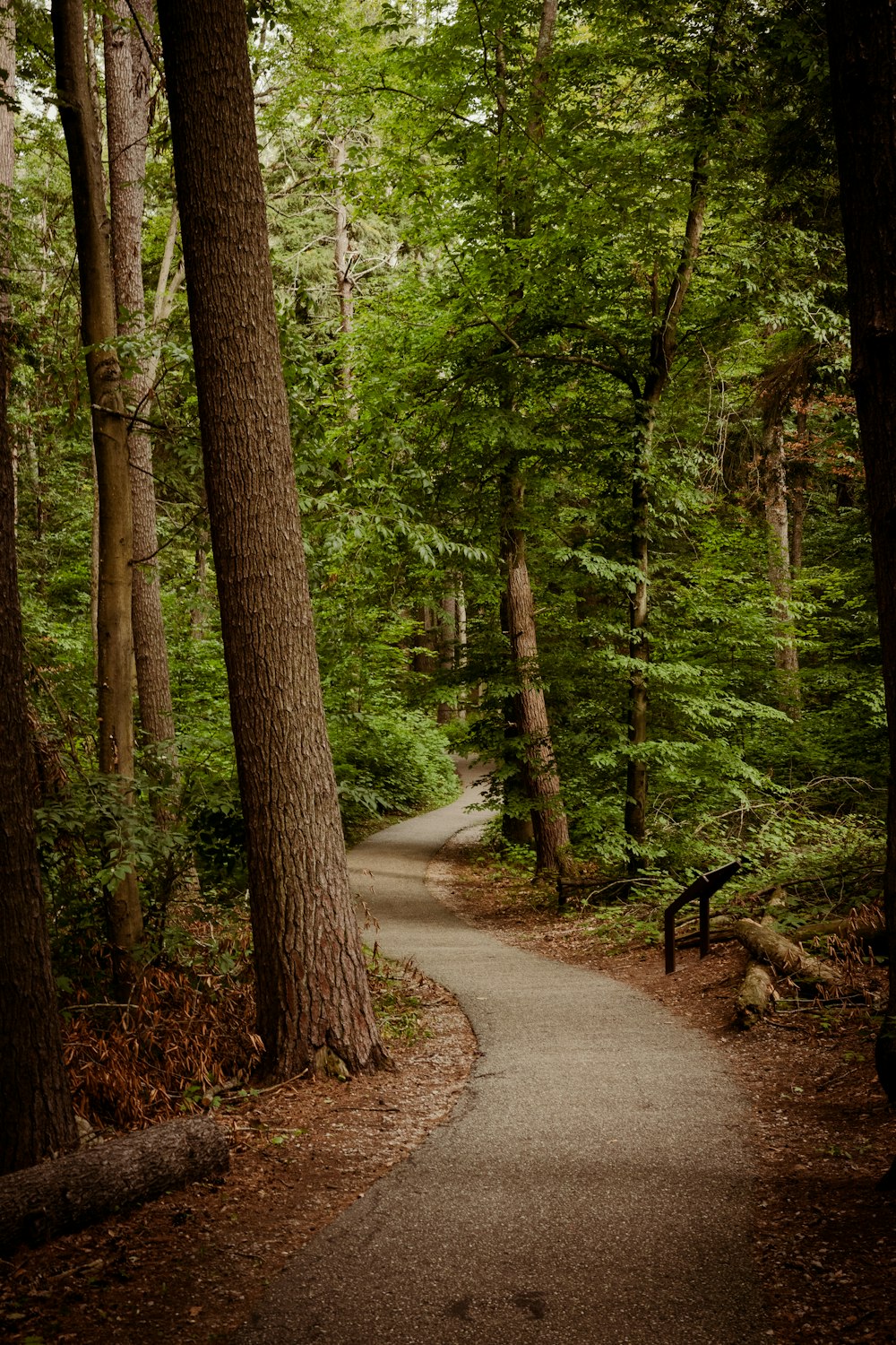 a dirt road in a forest