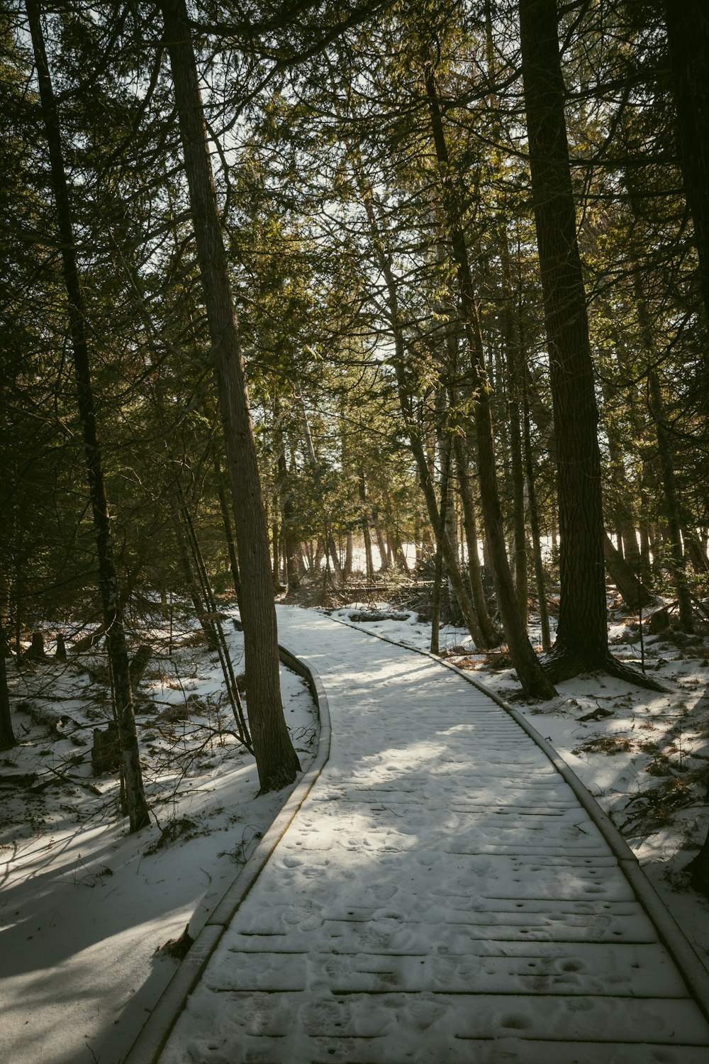 a stone pathway through a forest