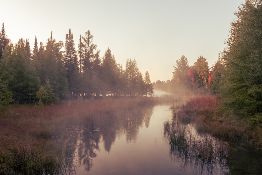 a lake surrounded by trees