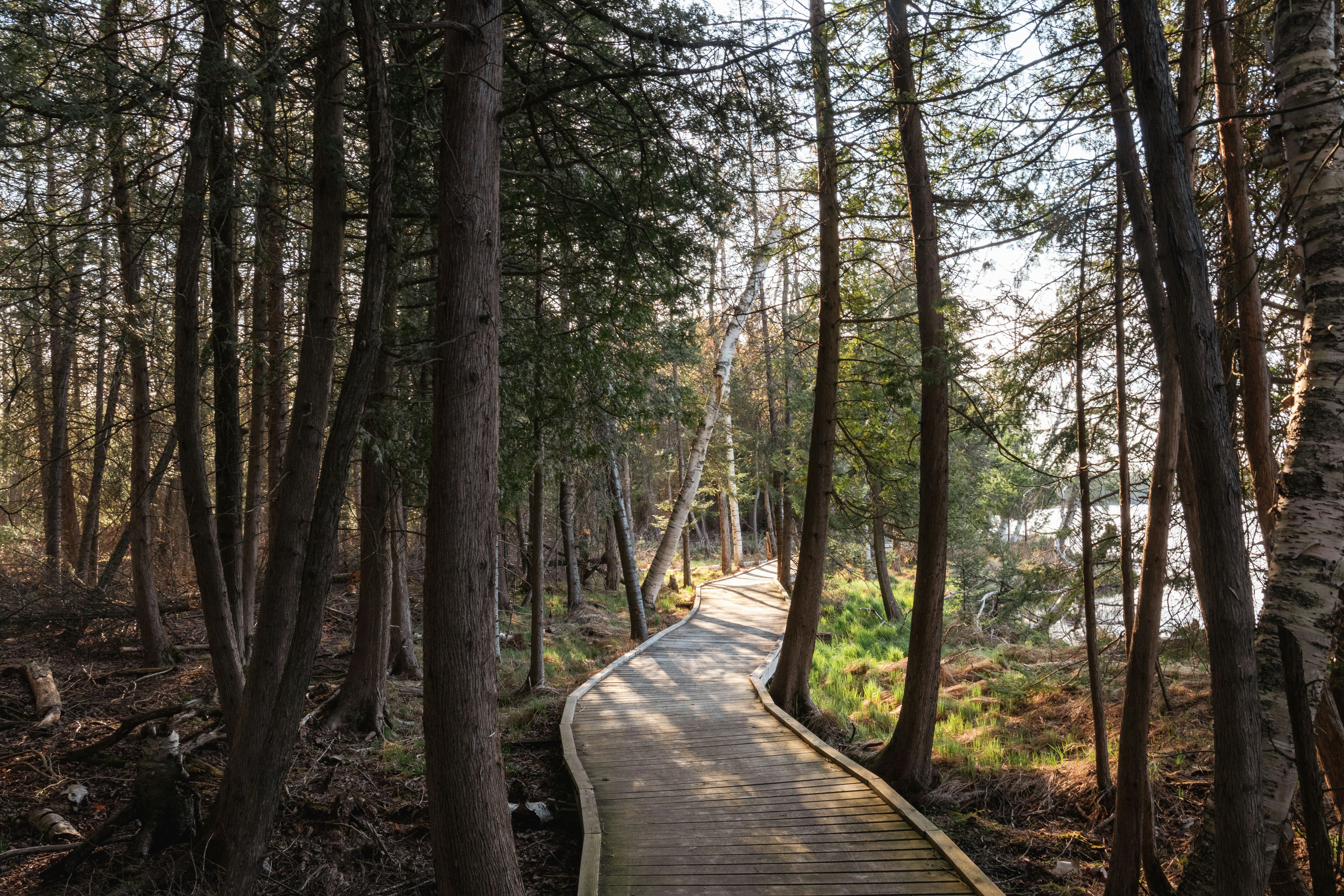 a path through a forest