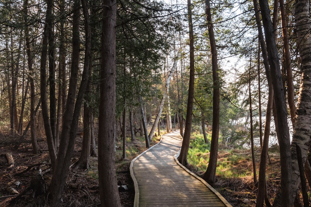 a path through a forest