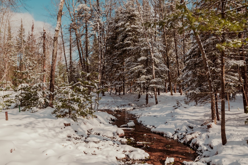 a stream with snow and trees