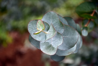 Close-up view of eucalyptus leaves with a soft focus background, showcasing their circular, smooth texture and pale bluish-green color.