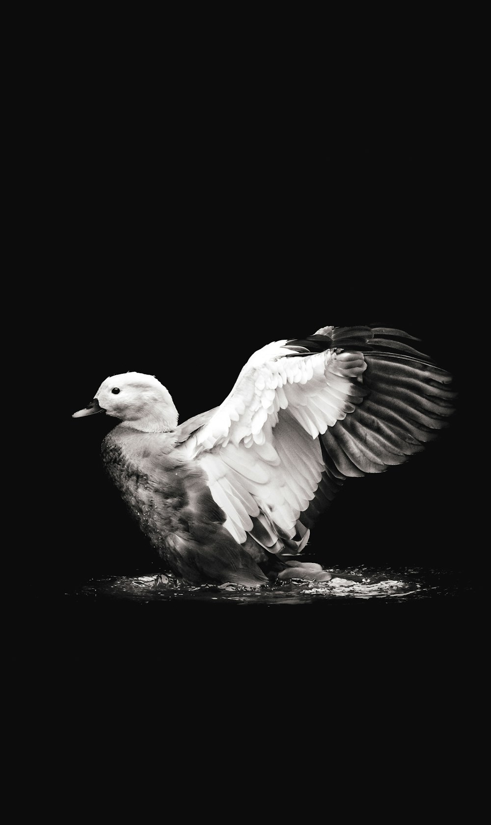 a bird sitting on a rock